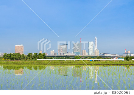 「埼玉県」さいたま市・田植えの終わった美しい見沼田んぼの風景 「埼玉県」さいたま市・田植えの終わった美しい見沼田んぼの風景 88020065