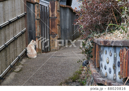 瀬戸の窯垣と猫(愛知県瀬戸市) 瀬戸の窯垣と猫(愛知県瀬戸市) 88020816