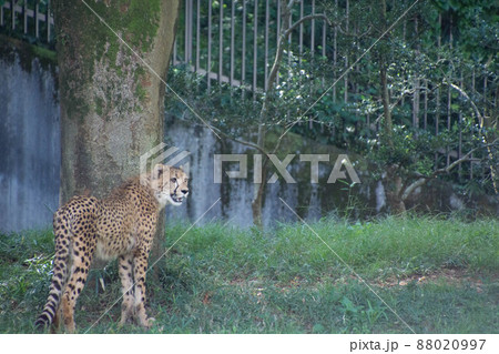 チーター 88020997