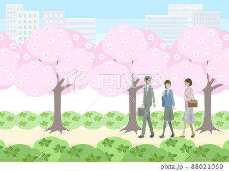 桜並木の下を歩く男女と学生 桜並木の下を歩く男女と学生 88021069
