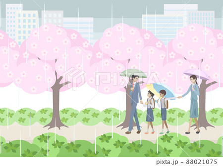 雨の日に桜並木の下を歩く男女と小学生 88021075
