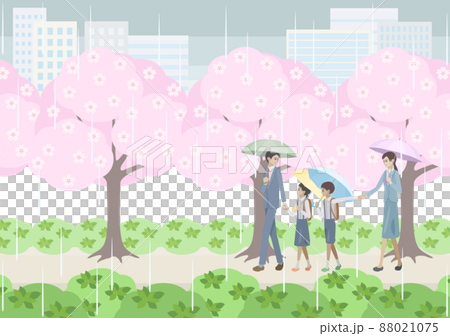 雨の日に桜並木の下を歩く男女と小学生 88021075