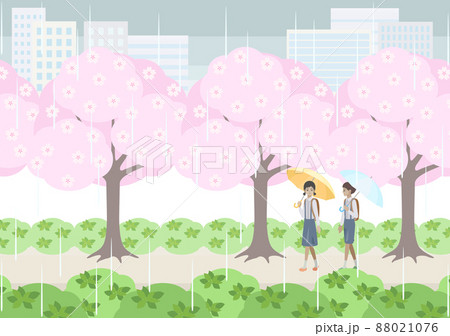 雨の日に桜並木の下を歩く小学生 88021076