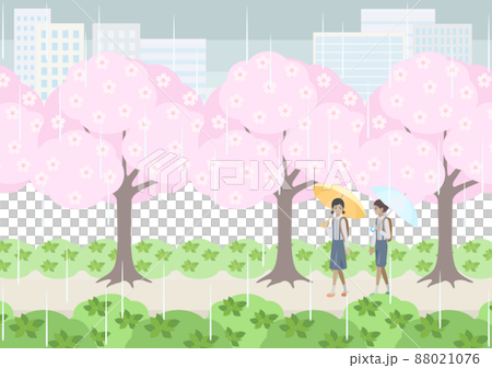 雨の日に桜並木の下を歩く小学生 88021076