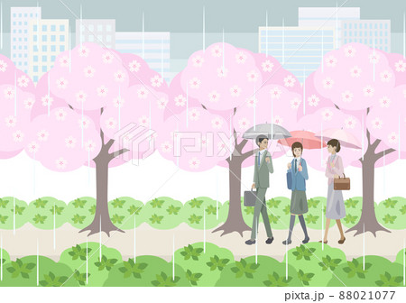 雨の日に桜並木の下を歩く男女と学生 88021077