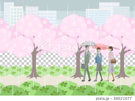 雨天走在一排櫻花樹下的男女學生 88021077