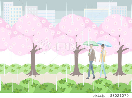雨の日に桜並木の下を歩く年配の男女 88021079