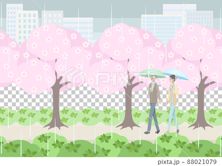 雨の日に桜並木の下を歩く年配の男女 88021079