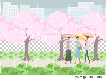Women walking under cherry blossom trees on a rainy day 88021080