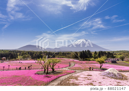 「山梨県」富士山と芝桜 88021147