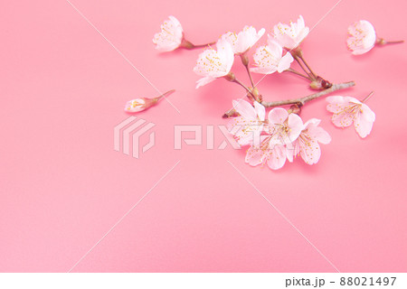 Branch of blooming cherry blossoms isolated on pink background. Traditional japanese flower. Branch of blooming cherry blossoms isolated on pink background. Traditional japanese flower. 88021497