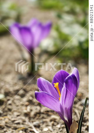 春咲いたキュートな紫色のクロッカスの花 88021541