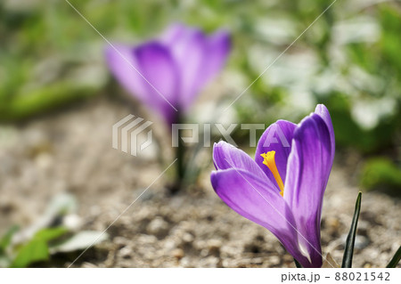 春咲いたキュートな紫色のクロッカスの花 88021542