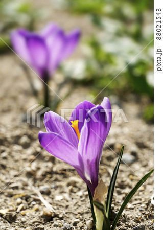春咲いたキュートな紫色のクロッカスの花 88021543