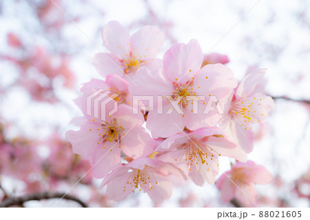 開花した寒桜のクローズアップ撮影 a-1の写真素材 [88021605] - PIXTA