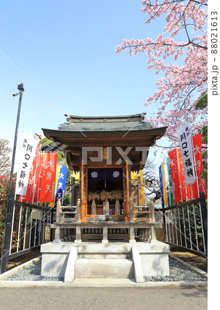 密蔵院　大黒堂と安行桜　（埼玉県川口市安行原）　　 88021613
