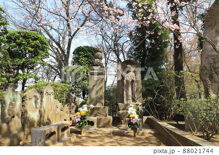 密蔵院 参道入口の地蔵と安行桜 (埼玉県川口市安行原) 密蔵院 参道入口の地蔵と安行桜 (埼玉県川口市安行原) 88021744