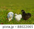 Two fluffy chickens and a white cat are walking together in a meadow 88022065