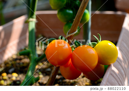 プランター菜園　家庭菜園で畑がなくても美味しい野菜　日差したっぷりのバルコニーで育つ　ミニトマト 88022110