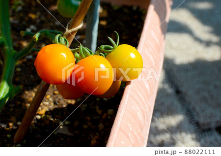 プランター菜園　家庭菜園で畑がなくても美味しい野菜　日差したっぷりのバルコニーで育つ　ミニトマト 88022111