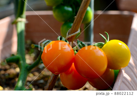 プランター菜園 家庭菜園で畑がなくても美味しい野菜 日差したっぷりのバルコニーで育つ ミニトマト プランター菜園 家庭菜園で畑がなくても美味しい野菜 日差したっぷりのバルコニーで育つ ミニトマト 88022112