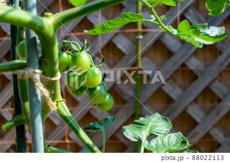 プランター菜園　家庭菜園で畑がなくても美味しい野菜　日差したっぷりのバルコニーで育つ　ミニトマト 88022113