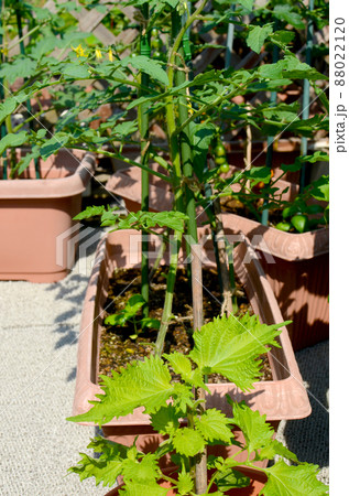 プランター菜園 家庭菜園で畑がなくても美味しい野菜 プランター菜園 家庭菜園で畑がなくても美味しい野菜 88022120