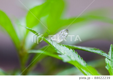 Beautiful  White butterfly perched on a leaf 88022239