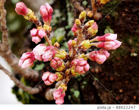 たくさんのつぼみをつけた桜の枝(開花前のソメイヨシノ) たくさんのつぼみをつけた桜の枝(開花前のソメイヨシノ) 88022247