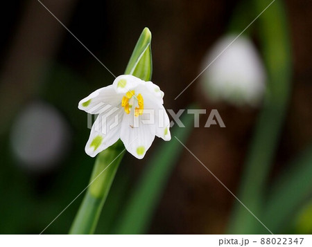 スノーフレーク の花の中のクローズアップ(黄色いおしべと白っぽいめしべ) 88022347