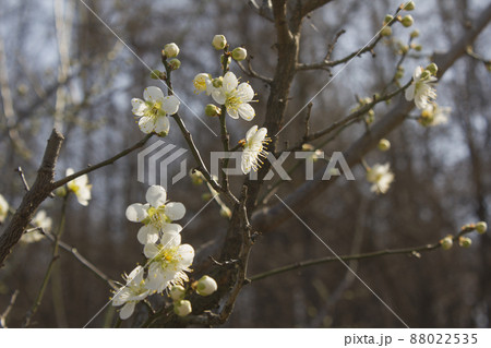 植物 花 春 88022535
