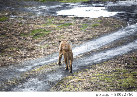 ライオン 88022760