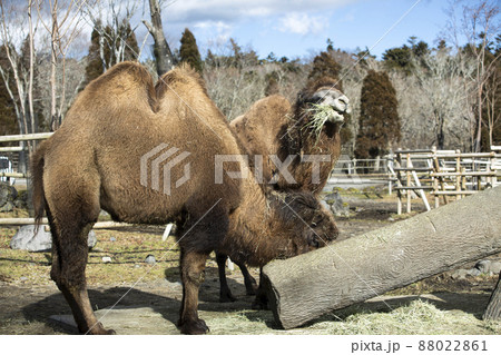 ラクダ ラクダ 88022861