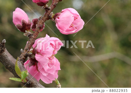 八重の紅梅（楊貴妃）の開花を始めた複数の蕾のアップ。左寄り 88022935