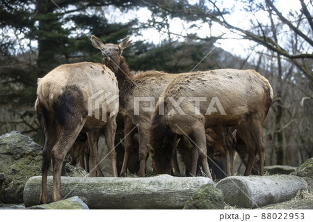 ワピチ ワピチ 88022953