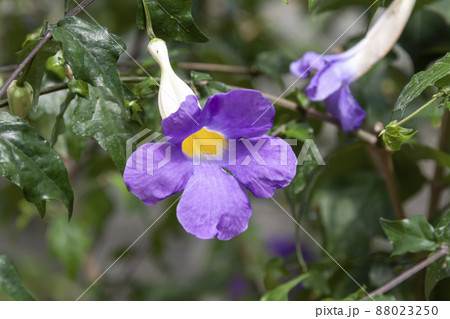 ツンベルギア・エレクタの花びら(木立ち矢筈葛) ツンベルギア・エレクタの花びら(木立ち矢筈葛) 88023250