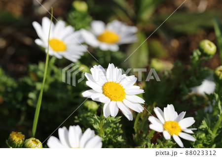 明るい日差しを浴びて咲いている複数のローマンカモミールのアップ 明るい日差しを浴びて咲いている複数のローマンカモミールのアップ 88023312