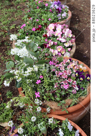 春の庭 花の寄せ植え 春の庭 花の寄せ植え 88023629