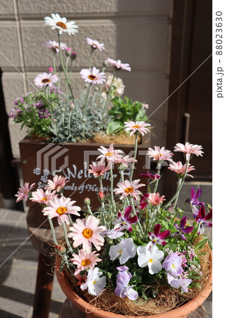 寄せ植え　花　ローダンセマム 冬】ローダンセマムが可愛過ぎて、ぎっちり詰め込んだ寄せ植え