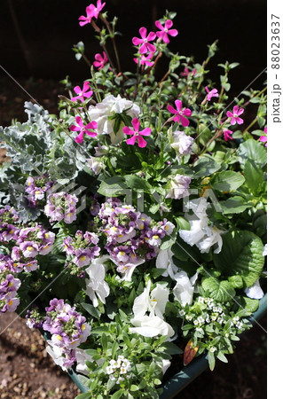 春の花寄せ植え 88023637
