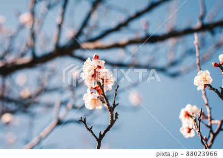 梅の花 梅の花 88023966