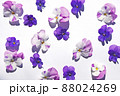 紫色のビオラの背景素材 88024269