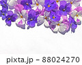 紫色のビオラの背景素材 88024270