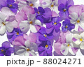 紫色のビオラの背景素材 88024271