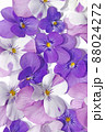 紫色のビオラの背景素材 88024272