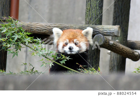 ヒマラヤ山麓の森林に生息するレッサーパンダ 88024554