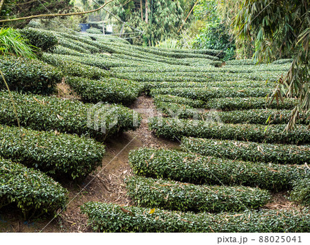 Beautiful tea garden rows scene isolated, design concept for the tea product. 88025041