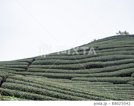 Beautiful tea garden rows scene isolated, design concept for the tea product. 88025042