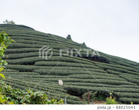 Beautiful tea garden rows scene isolated, design concept for the tea product. 88025043