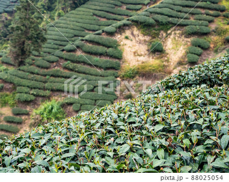Beautiful tea garden rows scene isolated, design concept for the tea product. Beautiful tea garden rows scene isolated, design concept for the tea product. 88025054